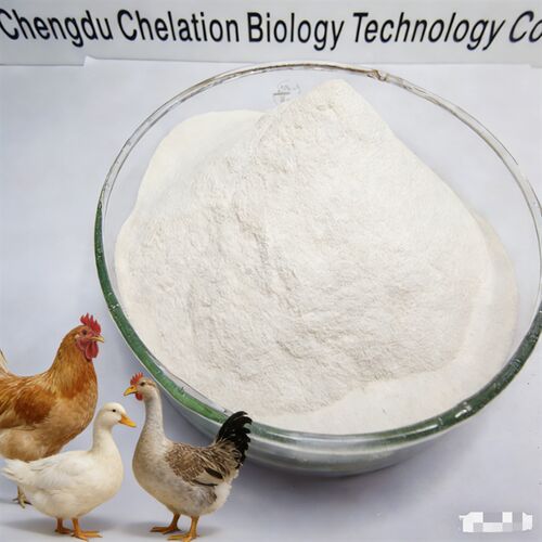 Latest company news about Besi Khelat Protein Organik 20% | Aditif Pakan Unggas Efisiensi Tinggi